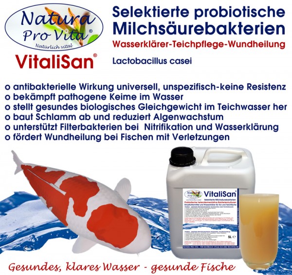 Milchsäurebakterien Koi Teich antibakteriell Wasserklärer Schlammabbau algenfrei Wundheilung Koi 5L