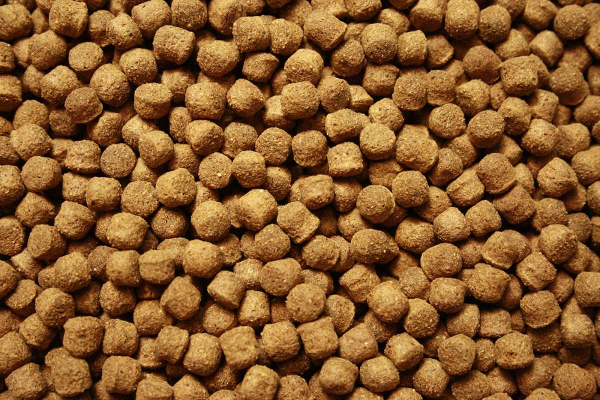 Tomodachi Herbstfutter Für Koi: Langsam Sinkend, Energiereich & Leicht Verdaulich – Optimale Vorbereitung Für Den Winter, 15 Kg