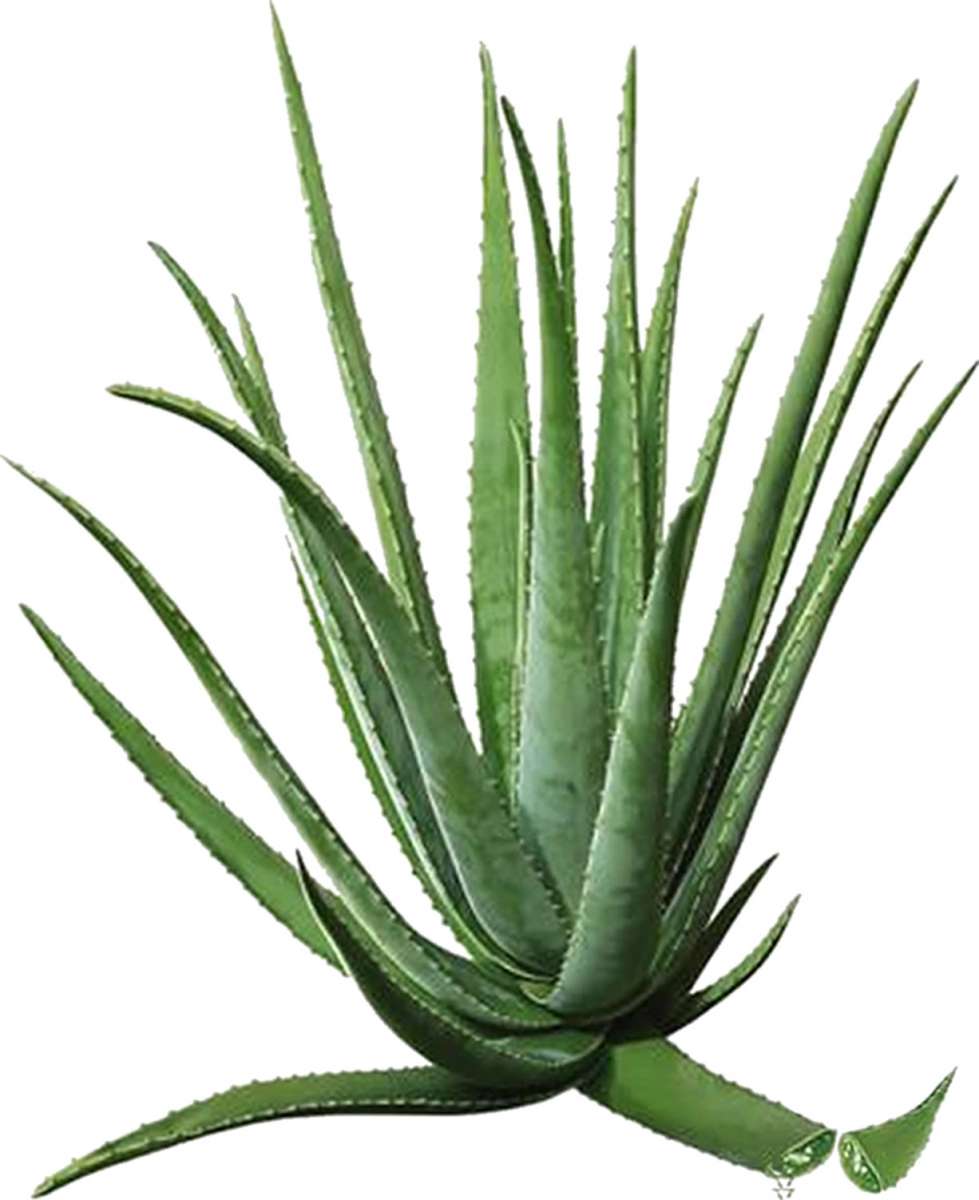 aloe vera gel verbrennung Brandhilfe-Gel main image 1